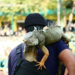 belajar dan berkenalan dengan satwa